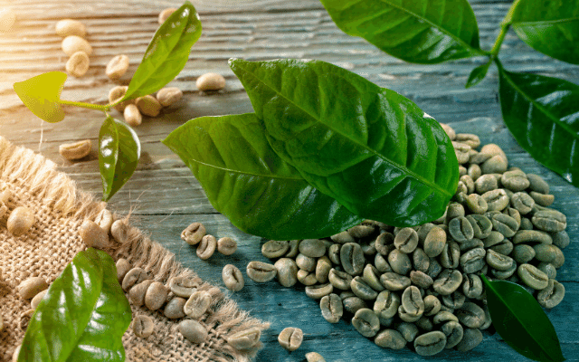 Focus how to grow coffee plant home with 7 proven steps