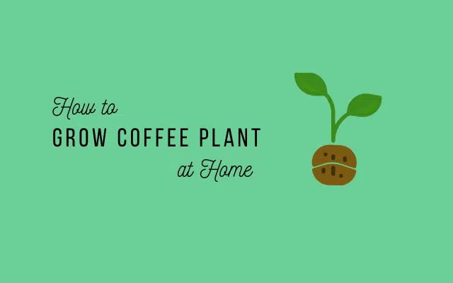 Focus how to grow coffee plant home with 7 proven steps