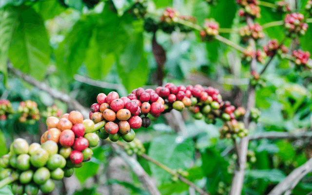 Focus The Long History and Culture of Philippine Coffee